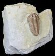 Prone, Flexicalymene Trilobite - Ohio #40669-5